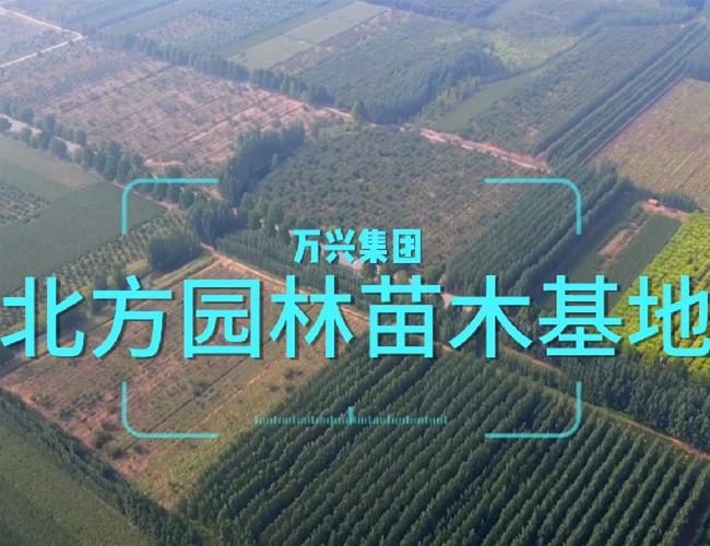 豪利777苗木
