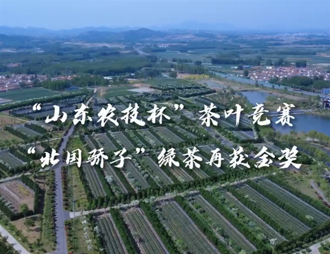 北国宠儿“绿茶再获金奖